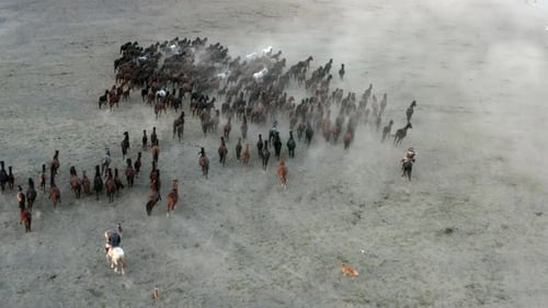 Wild Horses Running Across Dusty Plains with Riders