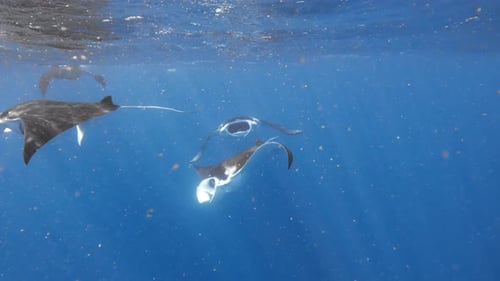 Elegant Manta Rays Swimming In Sparkling Blue Ocean