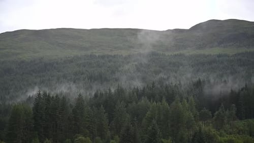 Static shot of mist raising from the forest after a summer rain