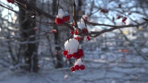 Close up footage of red Viburnum or mountain red ash berries covered in snow during winter day time.