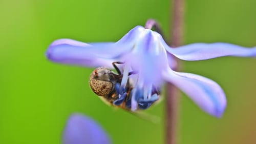Biene sammelt Pollen auf einer Glockenblume