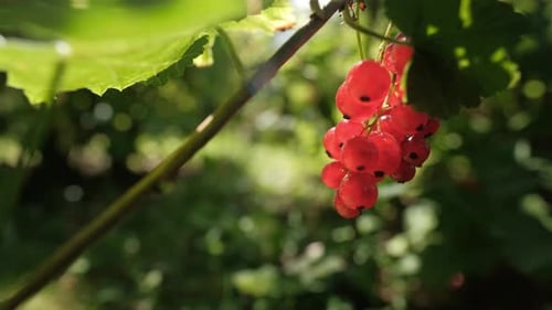 Ripe red currant berries on branch illuminated by sun light, close up