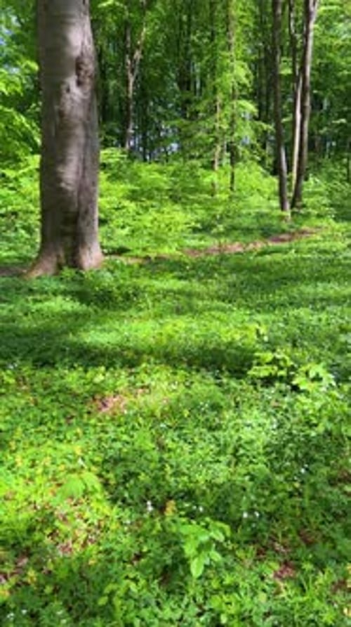 Forest glade with lush green grass and delicate white flowers in a spring beech forest.
