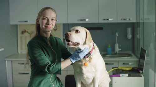 Veterinarian Examines Yellow Labrador Dog in Clinic