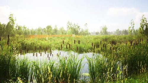 Lush Green Marshland Landscape with Cattails and Pond