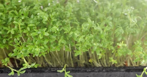 Watering microgreens garden cress seedling with small drops of water. Slow motion.