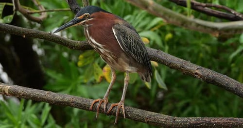 Green heron (Butorides virescens), Guadeloupe, french caribbean islands