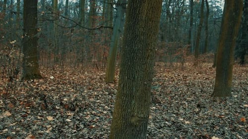 dark forest autumn cold morning pathway creepy mood