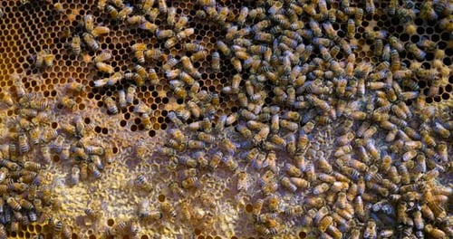 Bienenstockbiene, Hausbienen stellen Waben her, extrahieren Honig, für die Fortpflanzung, fleißig. Konzept: