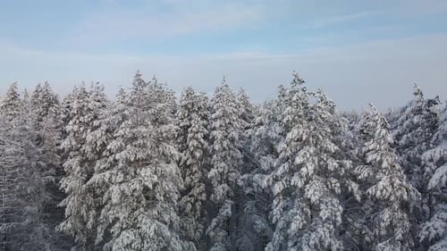 Panorama Of Winter Trees In Winter Forest