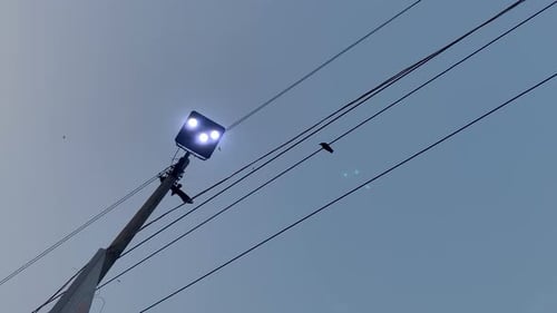Birds Perched on Power Lines by Streetlight