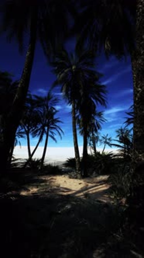 Beach View Through Palm Trees
