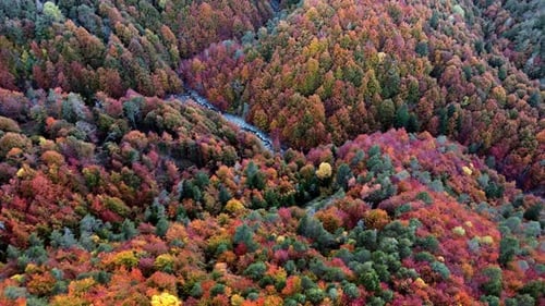 Colorful Aerial of Autumn Forest and River in Tranquil Setting