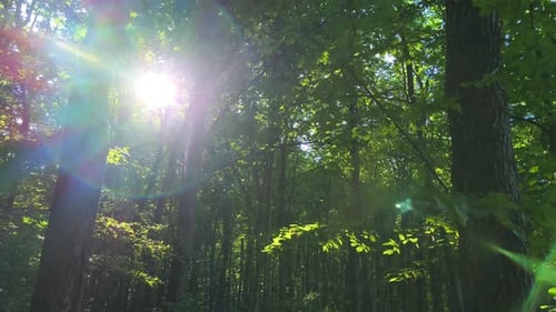 The sun is shining through the trees in the woods