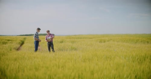 Farmer Examining Crops In Agriculture Field Wheat Before Harvesting
