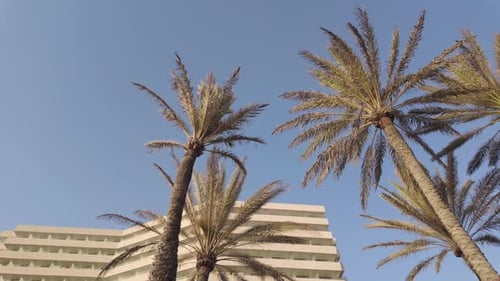 Palm tree, clear blue sky, exotic flowering plant, The Arecaceae in Spain