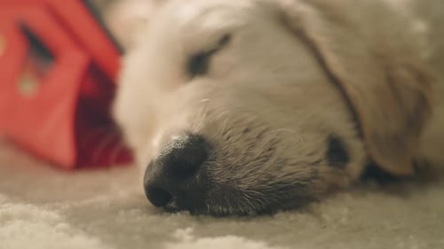 Dog Daytime Sleeping