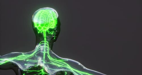 Understanding Brain Anatomy Through a Detailed Digital Representation