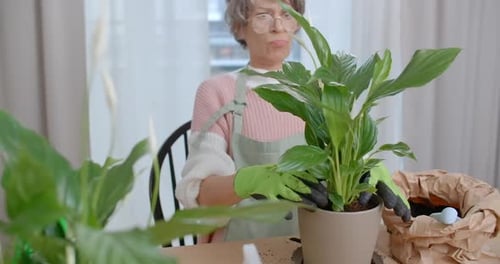 Mujer mayor activa está replantando flores en casa