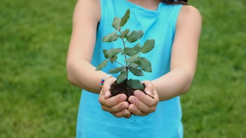 The Child Holds the Plant and Soil in His Hands