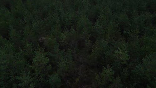 Vue aérienne de la forêt la nuit avec un paysage sombre et des plantes terrestres