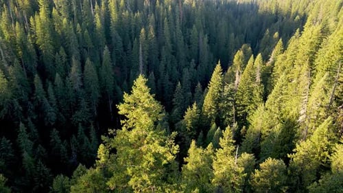 Flying over a forest in Oregon