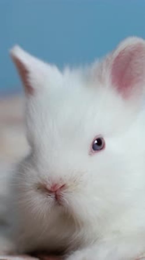 Close-Up of Adorable White Rabbit