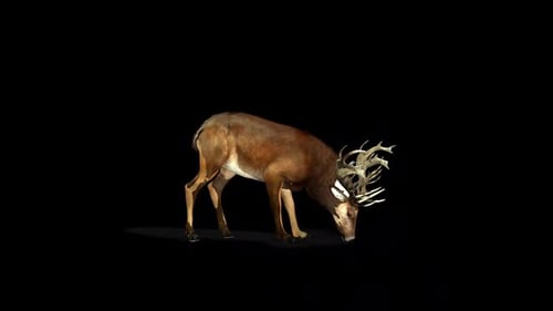 Weidende Hirsche