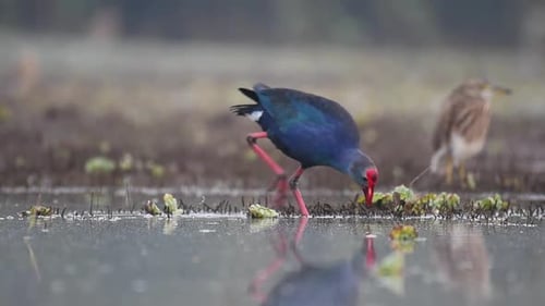 Grey-headed swamphen, Porphyrio poliocephalus Feeding