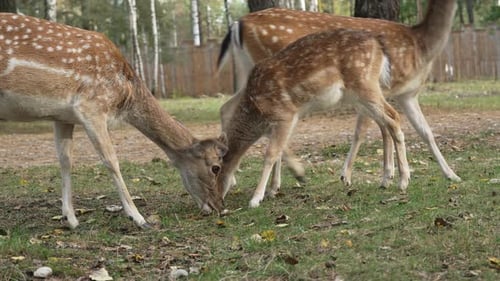 White tailed spotted young deer eating grass and walking in the forest medium shot slow motion