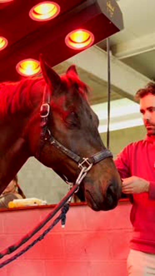 Mulher limpando e cuidando de um cavalo no estábulo