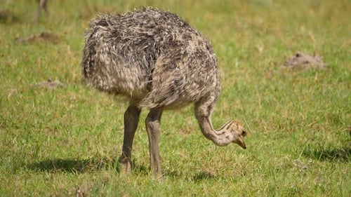 Junge Straußen fressen Gras zusammen mit anderen Babys in der Herde in Südafrika