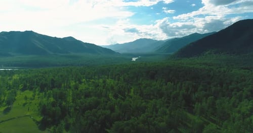 Aerial View Low Flight Above Evergreen Pine Tree Landscape with Endless Mountain Forest at Sunny