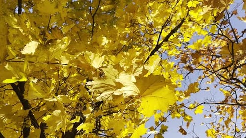 Golden Maple Leaves on Tree Branches Gently Swaying in the Wind at Sunny Day Lush Autumn Yellow