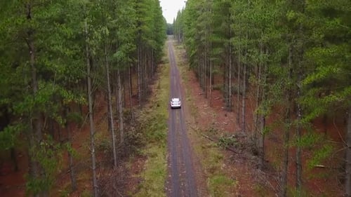 Aerial, High Angle view: White colored car driving down dirt road between tall pine trees. People lo