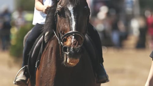 Brown Saddle Horse spaziert auf der Outdoor-Arena