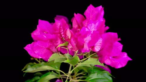 Close up of Pink Bougainvillea Plant on Black