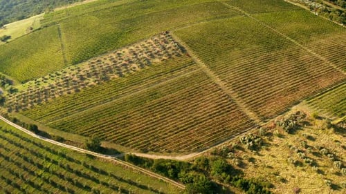 beautiful aerial drone shot of vineyard fields