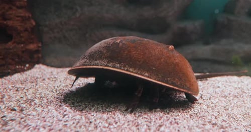 Crabe fer à cheval de l'Atlantique (Limulus polyphemus), également connu sous le nom de limule américain
