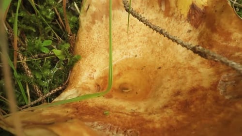 Close Up Mushroom in Forest Setting