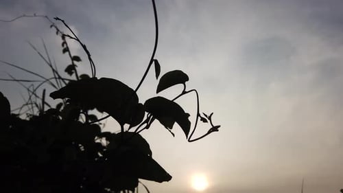 Silhouetted Leaves Against Dusky Sky at Sunset