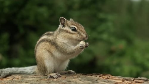 Ein neugieriges Streifenhörnchen sitzt auf einem moosigen Baumstamm im Wald
