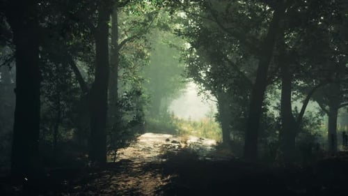 Mystical Forest with Fog and Shining Behind Trees
