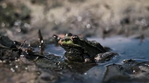 Grüner Frosch im trüben Wasser