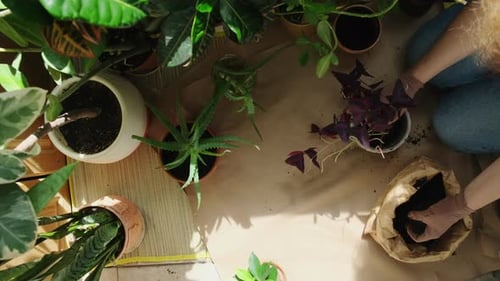 Persona que replanta una planta de interior en una maceta nueva