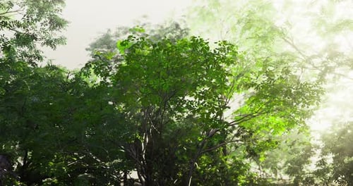 Une verdure vibrante dans une forêt tranquille à la lumière du petit matin