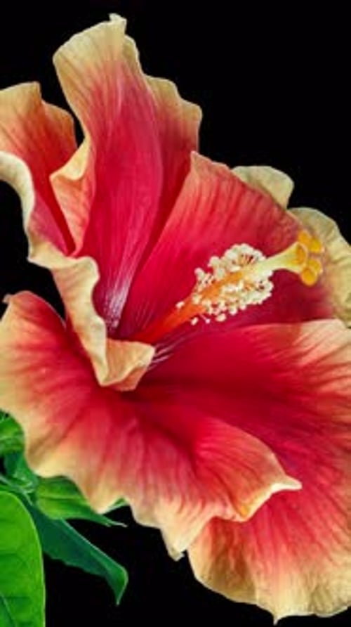 Red Hibiscus Opens Big Flower in Time Lapse. Blooming Yellow Plant on a Black Background