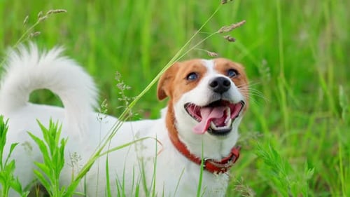Happy Jack Russell Dog