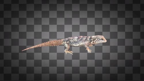 Lizard Run Idle Alpha Channel