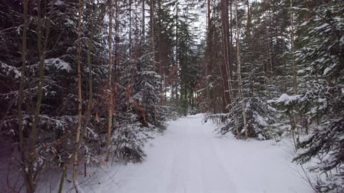 Winter Forest Road